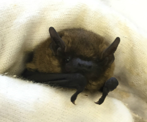 Common pipistrelle cropped - Becky Wilson